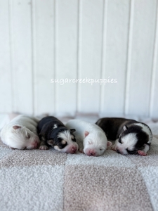 Roxi's new litter